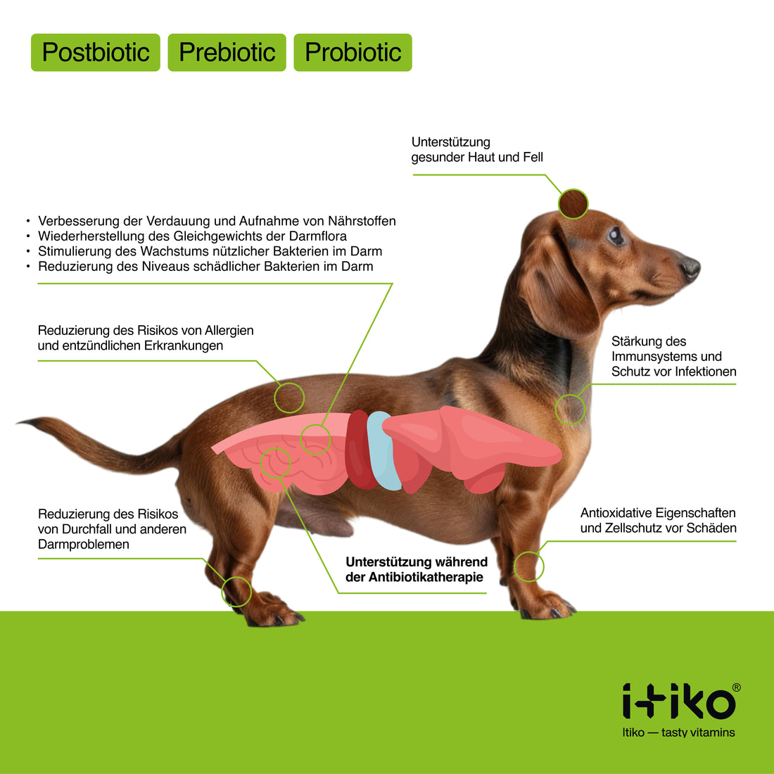 Itiko Verdauungsvitamine für Hunde