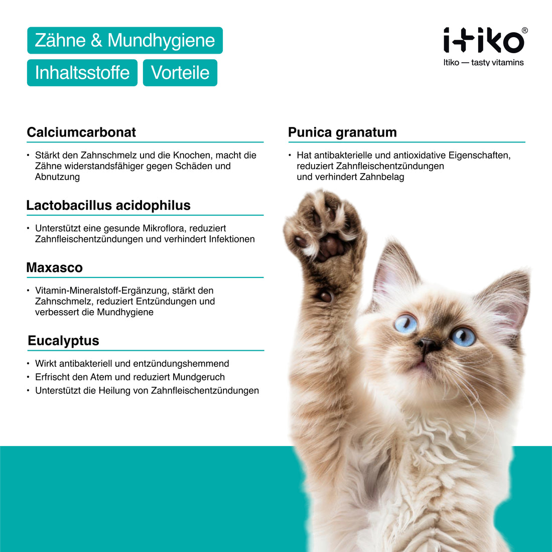 Katzen-Zahnreinigung